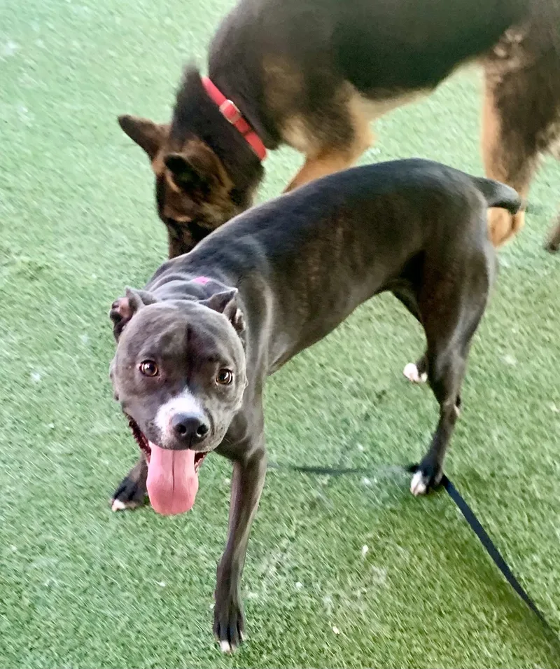 Looney Tunes thumbnail 3