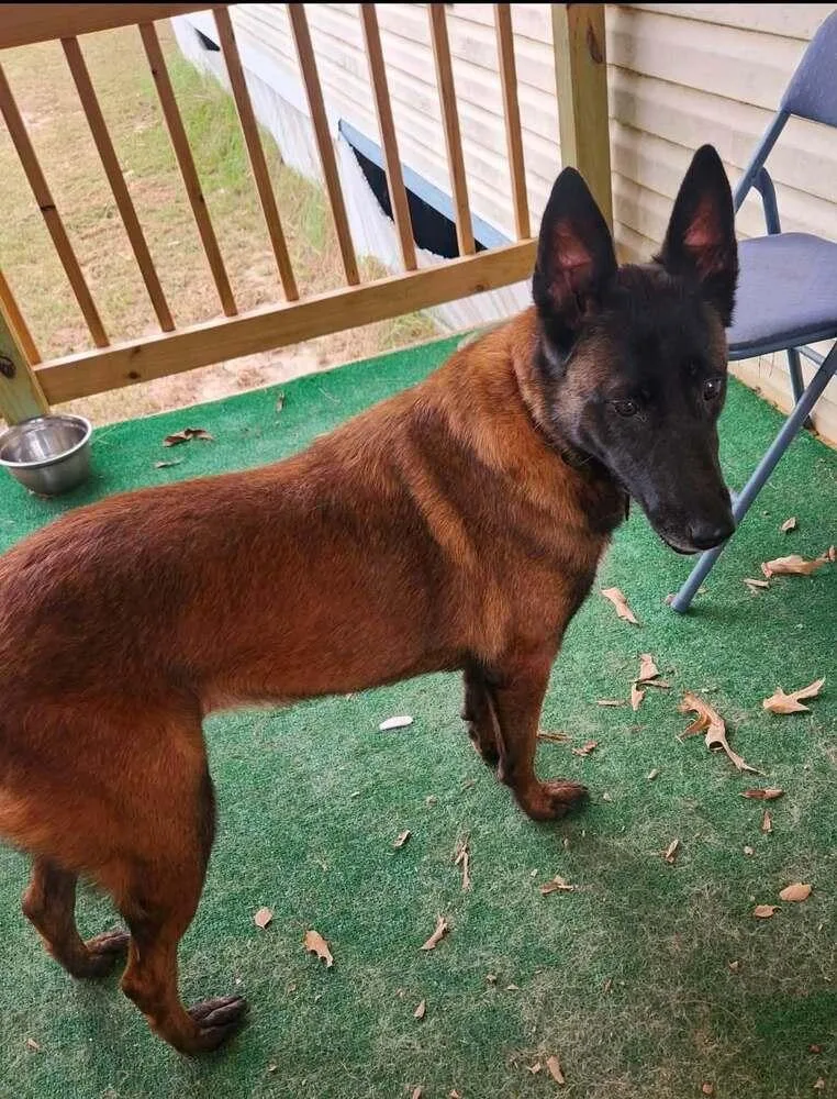 An adult large-sized female Apricot / Beige Belgian Shepherd / Malinois dog named Mallory the Malinois located for adoption in Imlay City, MI