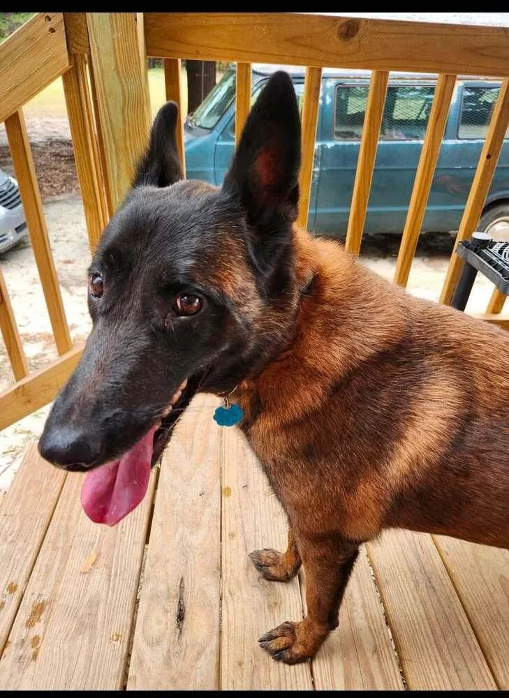Mallory the Malinois located thumbnail 2