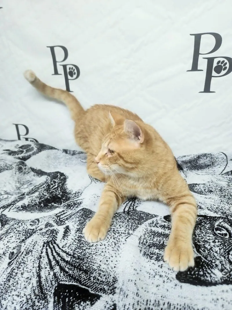 An adult large-sized male Orange & White Domestic Short Hair cat named Travolta for adoption in Social Circle, GA