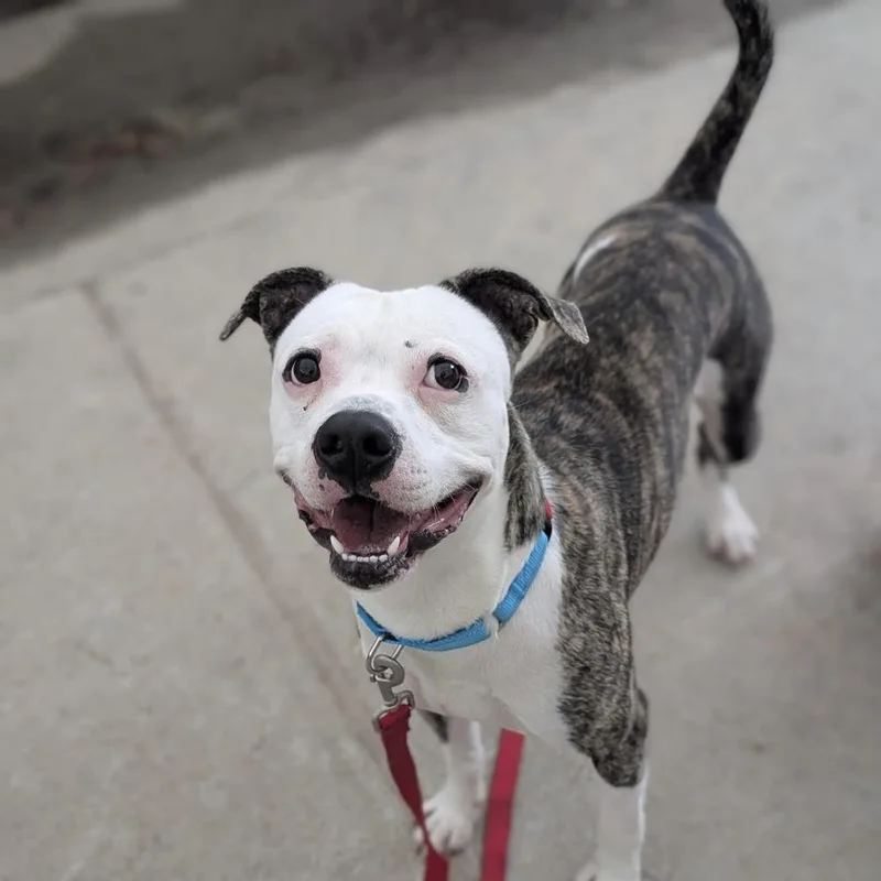 A young large-sized male Pit Bull Terrier dog named Aad New Arrival!  for adoption in Armonk, NY