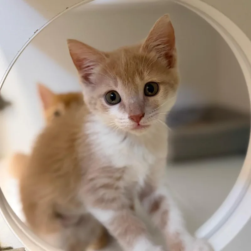 A baby small-sized female Buff / Tan / Fawn Domestic Medium Hair cat named Mango for adoption in Tulsa, OK