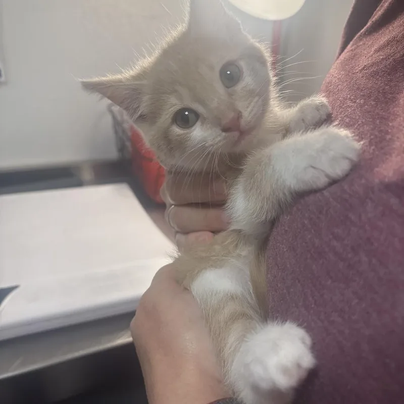 Mango thumbnail 2