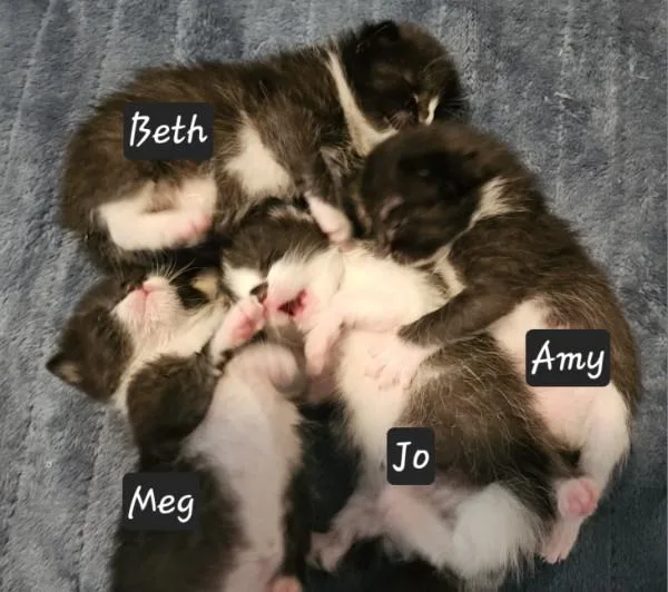 Coming Soon! The Little