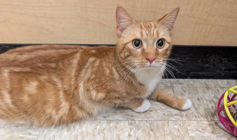 Maxlynne thumbnail 2