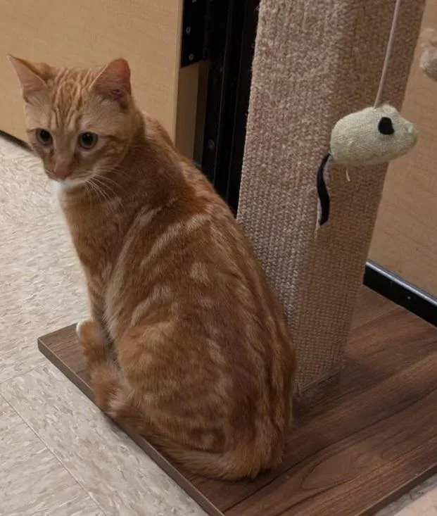 Maxlynne thumbnail 4