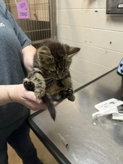 A baby small-sized male Domestic Short Hair cat named Pluto for adoption in Rome, GA