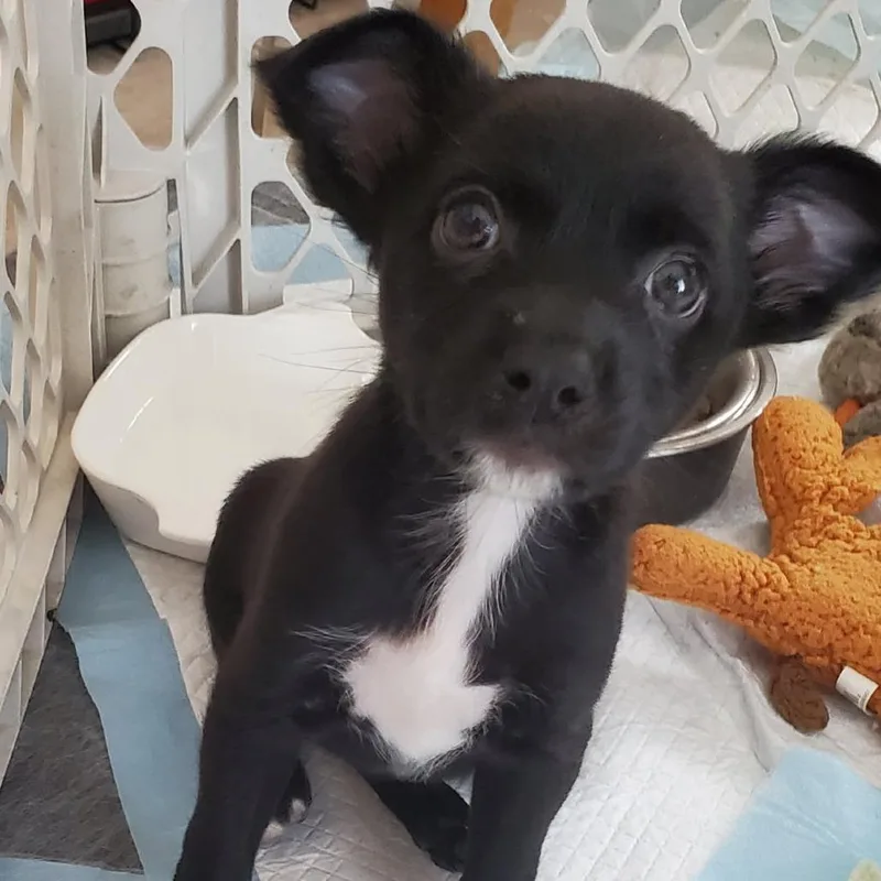 A baby small-sized female Chihuahua dog named Rodeo for adoption in Riverside, CA