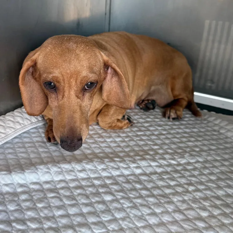 An adult small-sized female Yellow / Tan / Blond / Fawn Dachshund dog named Claire for adoption in Normal, IL