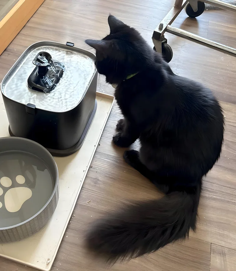 A baby medium-sized male Black Domestic Long Hair cat named Ramon for adoption in Manhattan Beach, CA