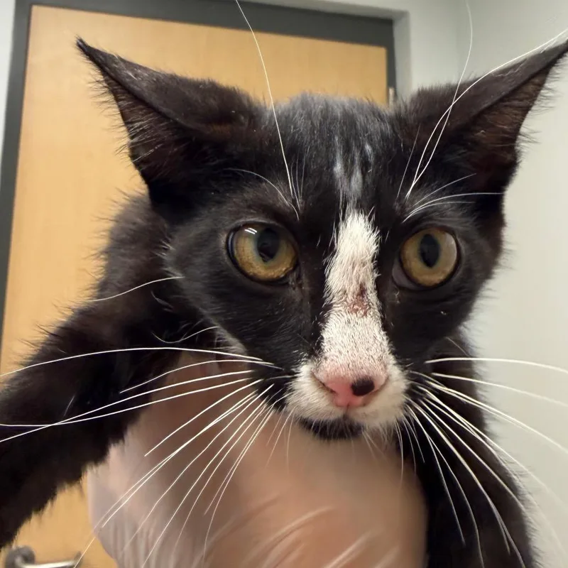 A baby small-sized female Black Domestic Short Hair cat named Lita for adoption in Jacksonville, FL