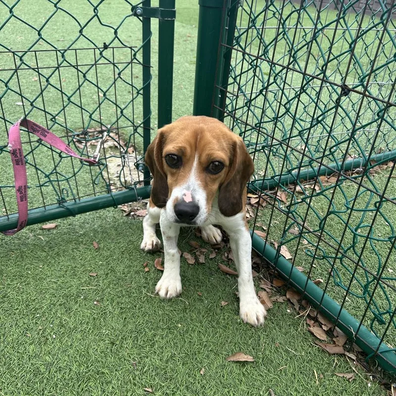 An adult small-sized male Beagle dog named Willie for adoption in Lauderhill, FL
