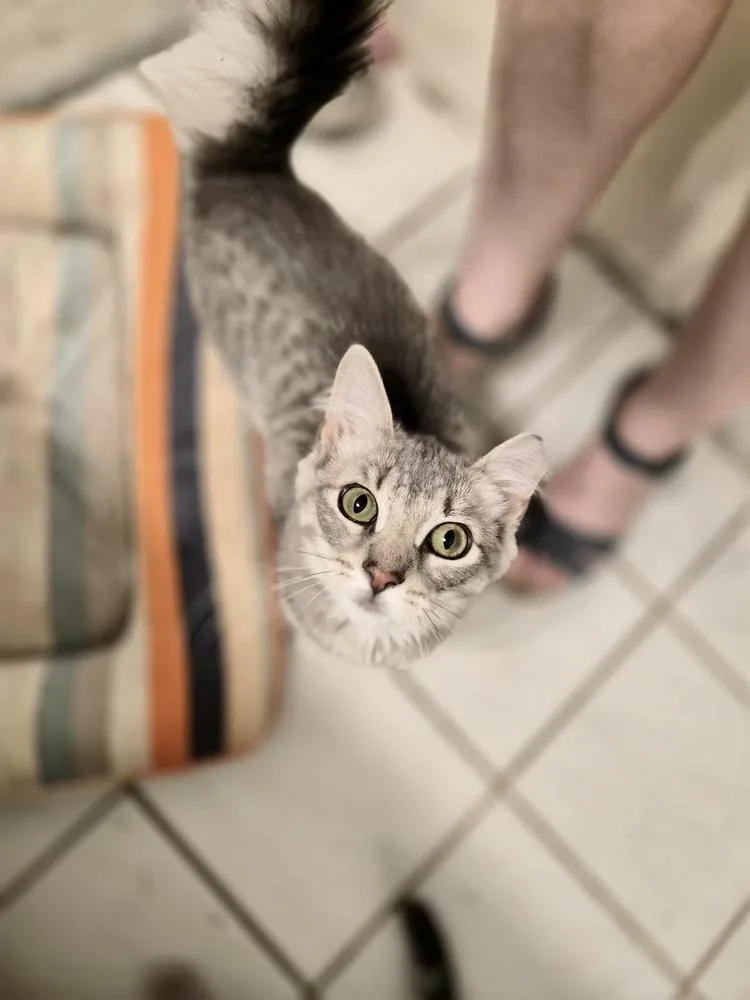 A baby small-sized female Domestic Medium Hair cat named Twyla for adoption in Patchogue, NY