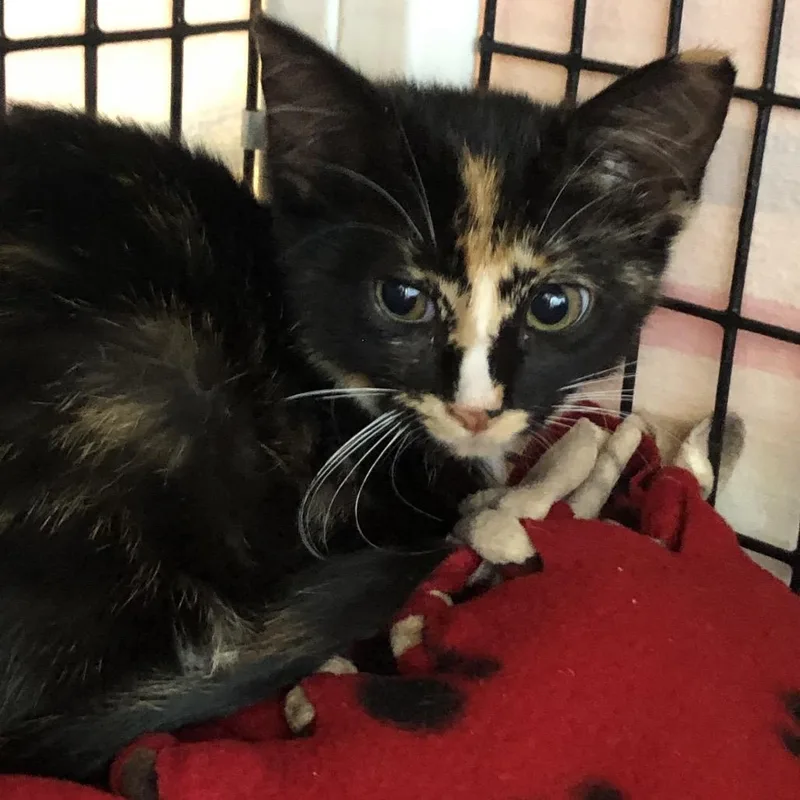 A baby small-sized female Tortoiseshell Domestic Short Hair cat named Diamondhead for adoption in Chicago, IL