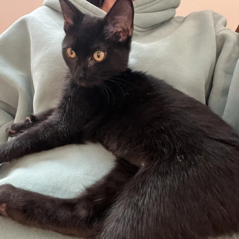 A baby small-sized female Domestic Short Hair cat named Miss Pibb for adoption in Gainesville, FL
