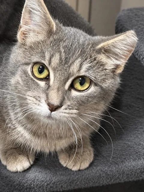 A baby medium-sized female Domestic Short Hair cat named Tiffany for adoption in Lakeville, MN