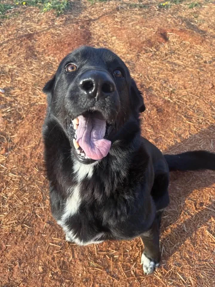 An adult large-sized male Black Black Labrador Retriever dog named Roy for adoption in Munfordville, KY
