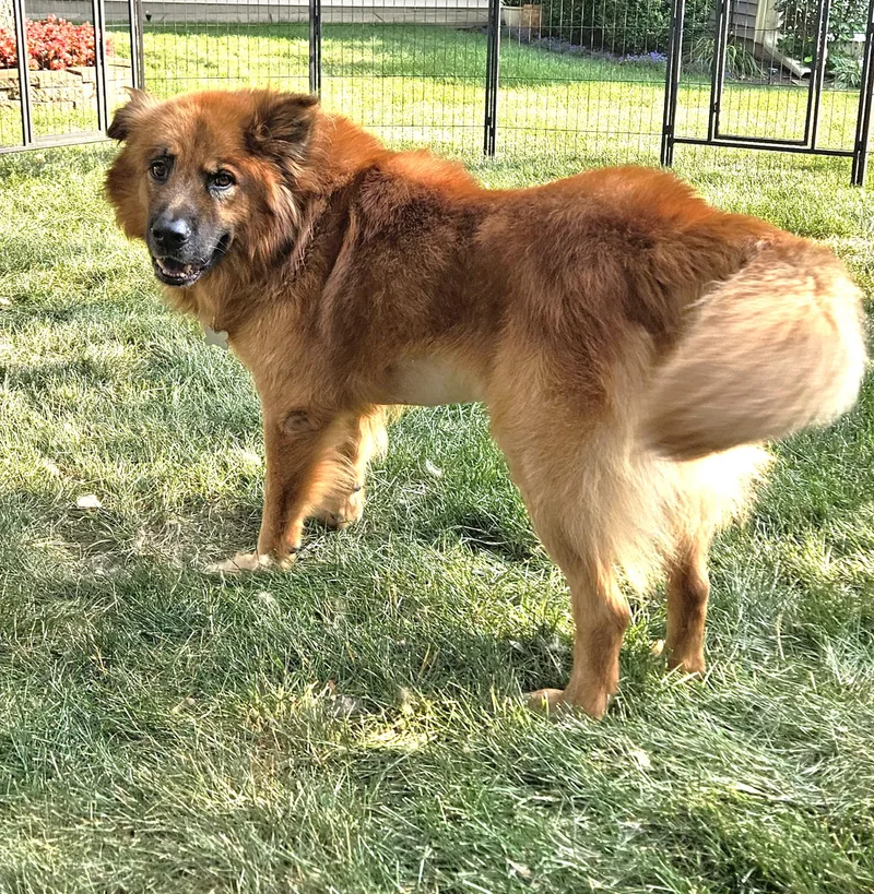 An adult medium-sized male Chow Chow dog named Uncle Tito for adoption in Palatine, IL