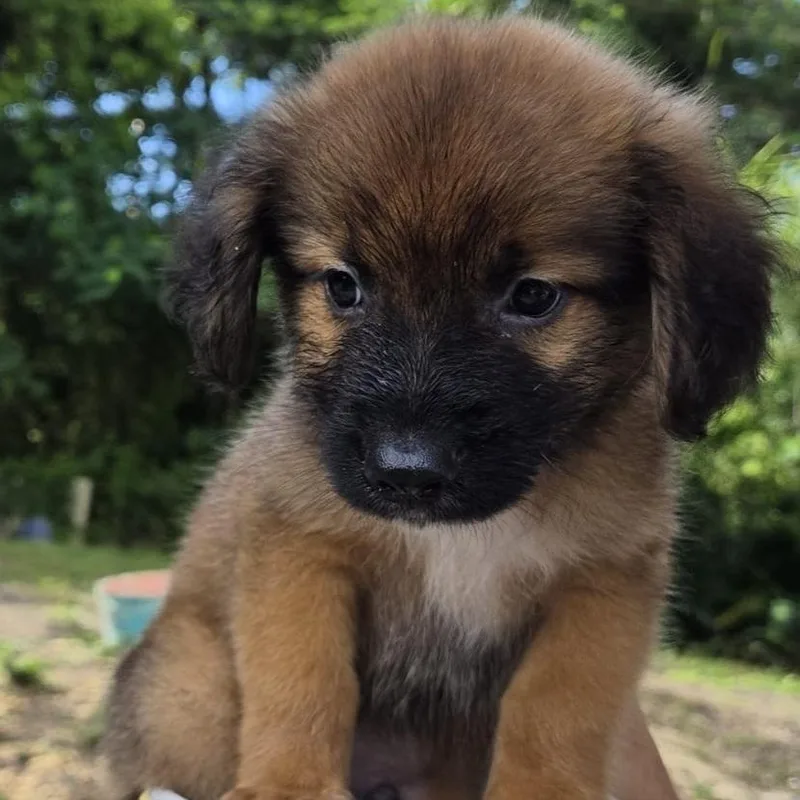 A baby small-sized male Spaniel dog named Painted for adoption in ISABELA, PR