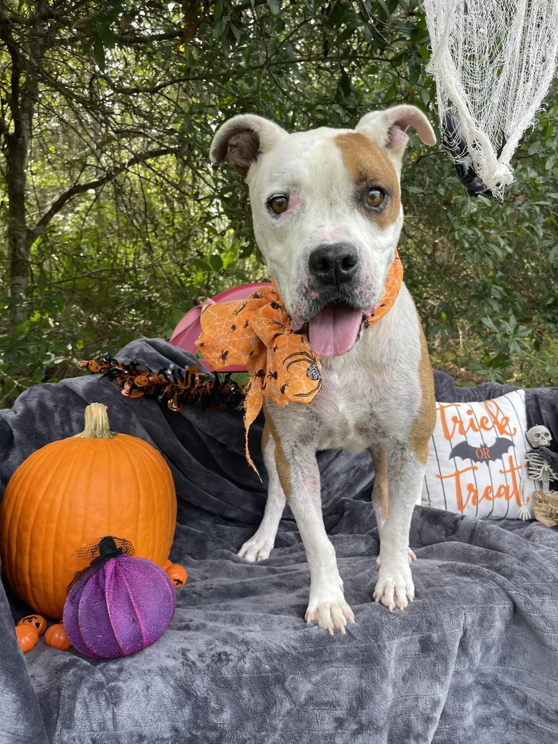 An adult medium-sized male Boxer dog named Rango for adoption in Sebring, FL