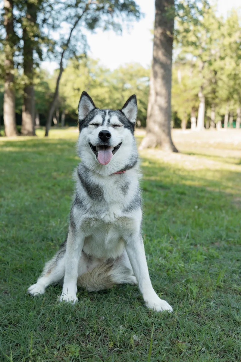 A young medium-sized female Siberian Husky dog named Andrea for adoption in Carrollton, TX