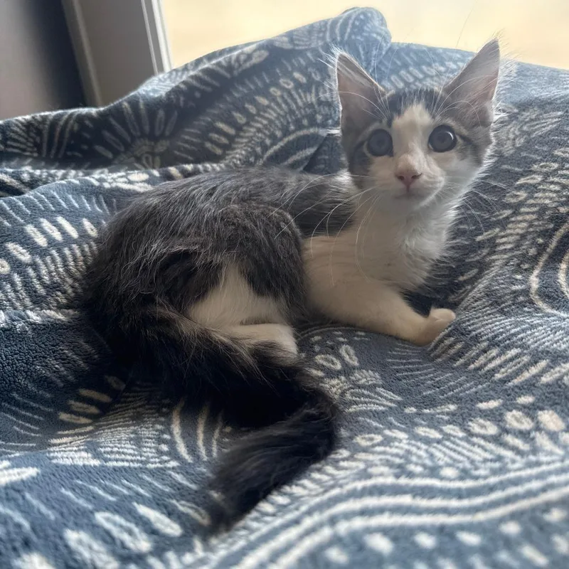 A baby small-sized female Brown / Chocolate Domestic Medium Hair cat named Tik for adoption in Brea, CA