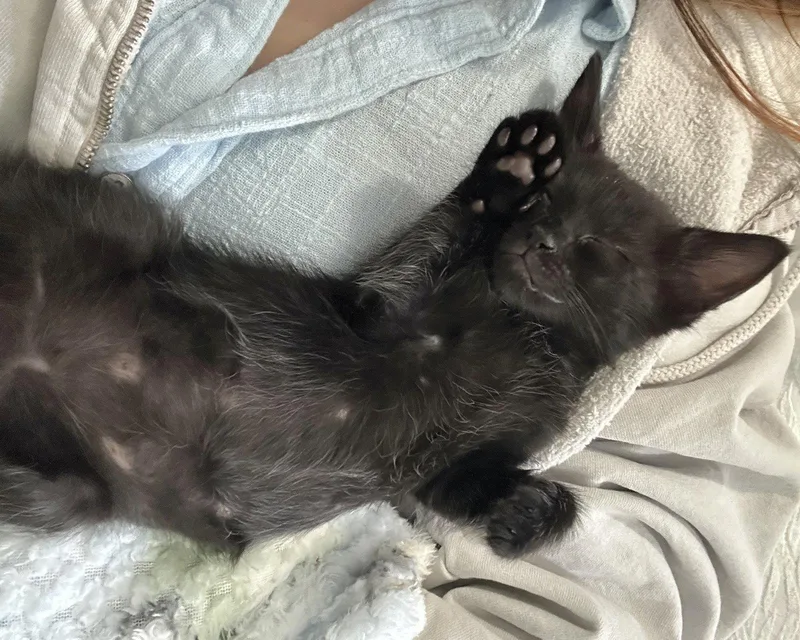 A baby medium-sized male Black Bombay cat named Susu for adoption in Laguna Niguel, CA