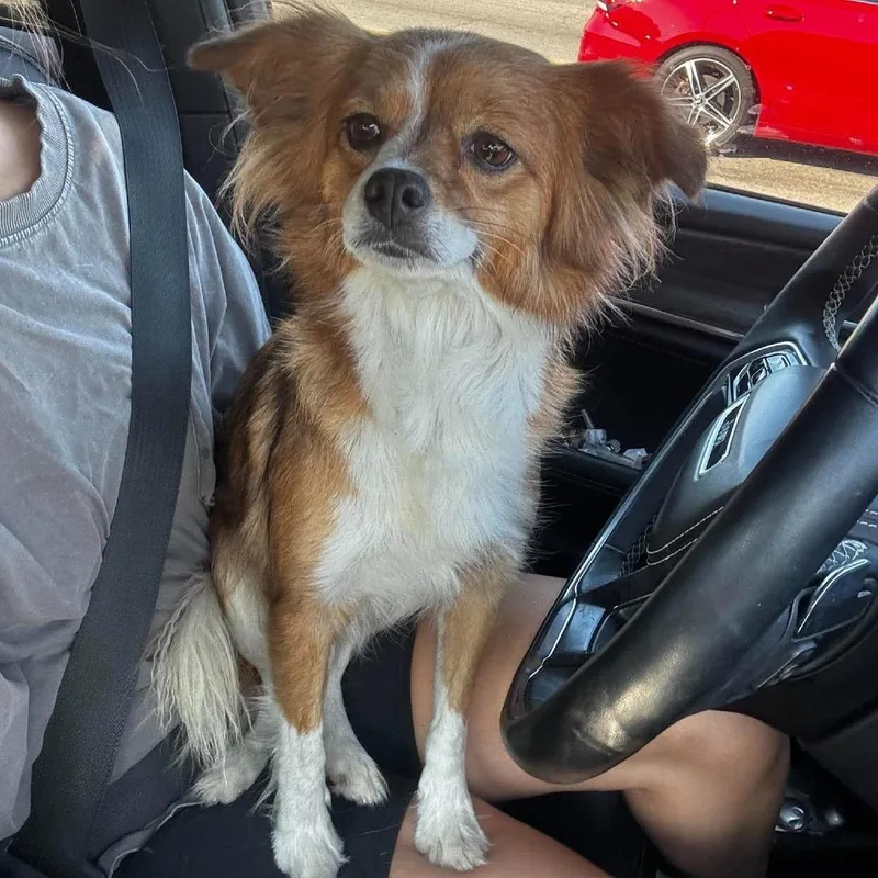 An adult small-sized female Brown / Chocolate Papillon dog named Rowena Ravenclaw for adoption in Rockville, MD