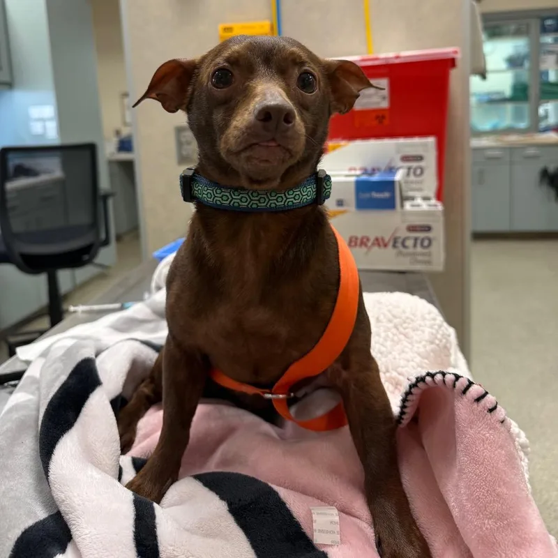 An adult small-sized male Brown / Chocolate Mixed Breed dog named Billa for adoption in Jacksonville, FL