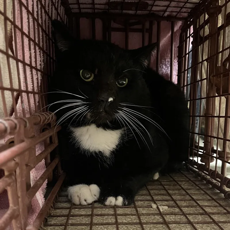 An adult large-sized male Black Domestic Short Hair cat named Dervish for adoption in Bristol, IN