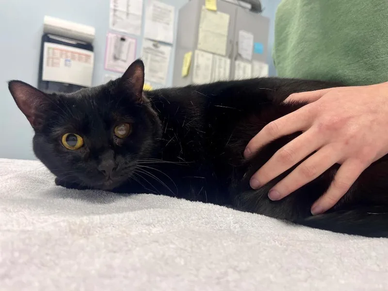 An adult medium-sized male Domestic Short Hair cat named Avocato for adoption in Raleigh, NC