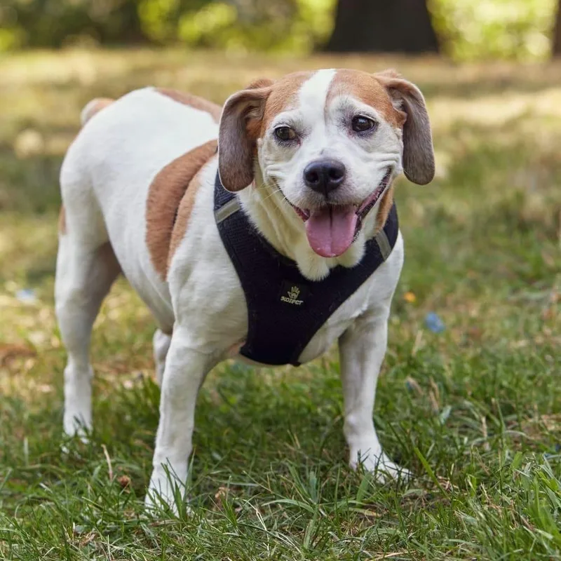 A senior small-sized male Beagle dog named Kilo for adoption in New York, NY