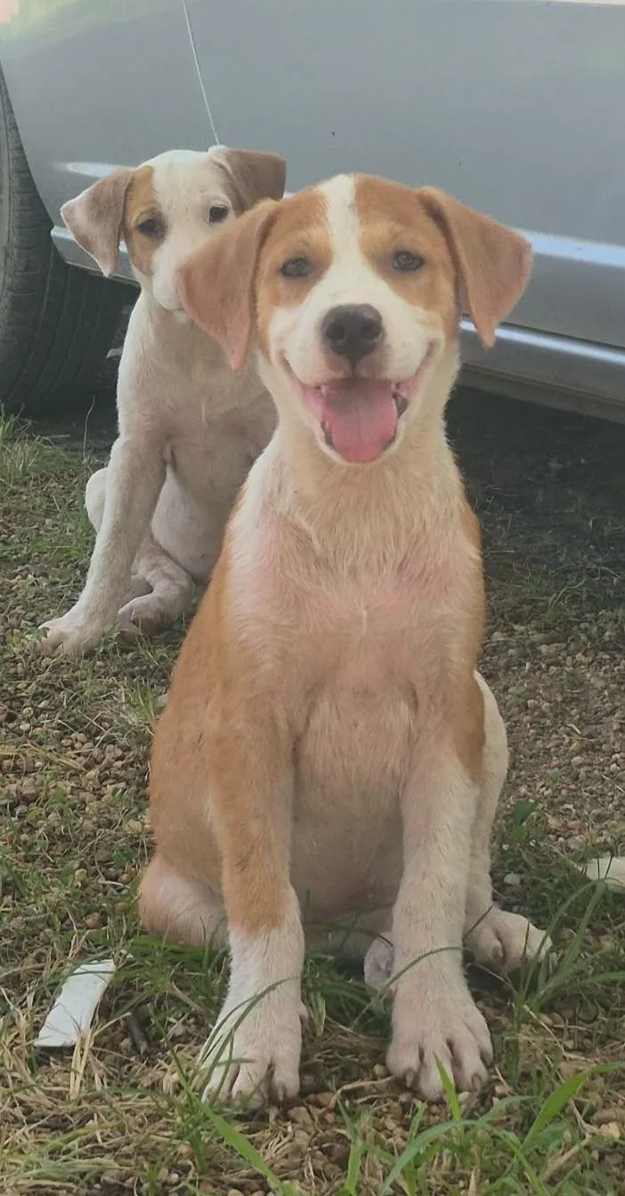 A baby medium-sized female Golden Labrador Retriever dog named Ash for adoption in Houston, TX