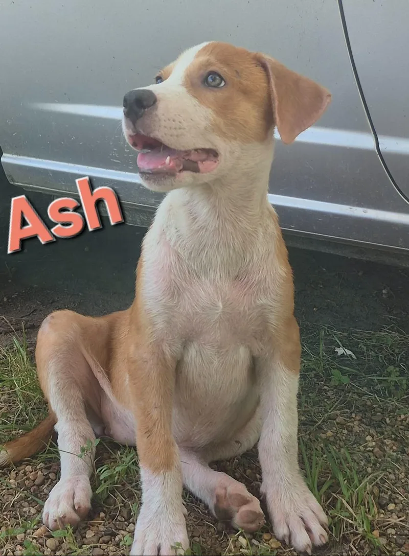 Ash thumbnail 2