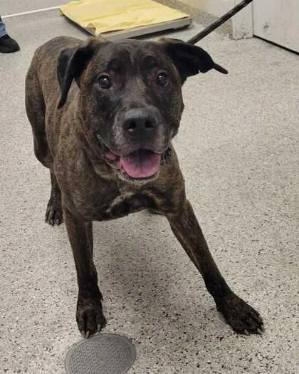 An adult extra large-sized female Brown / Chocolate Mixed Breed dog named Hailey for adoption in Kansas City, MO