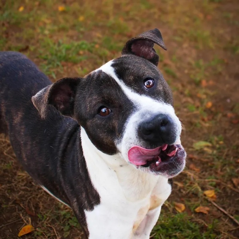 Frankenstein thumbnail 2