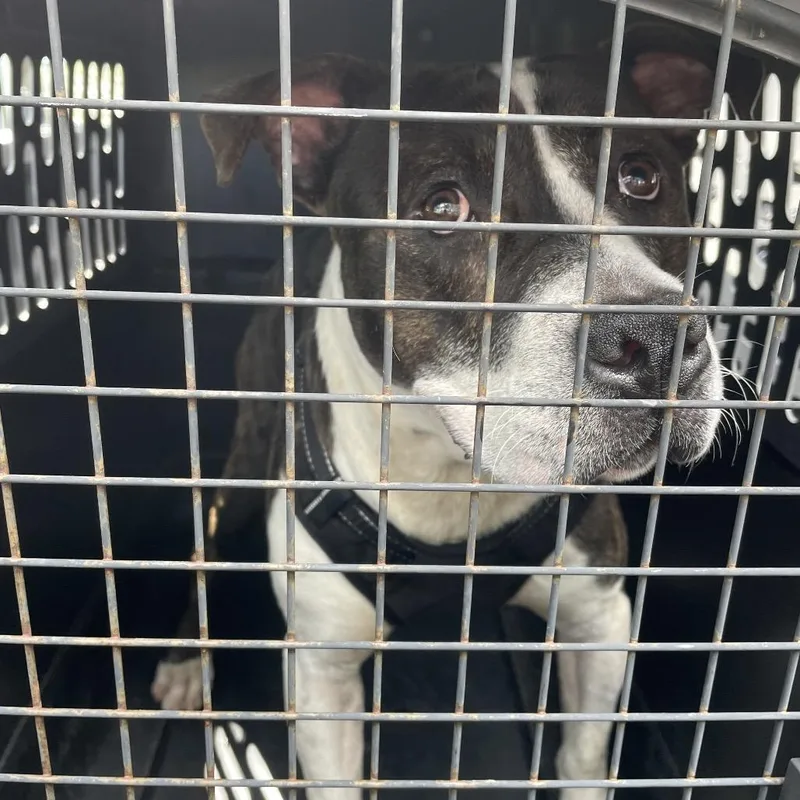 Frankenstein thumbnail 3