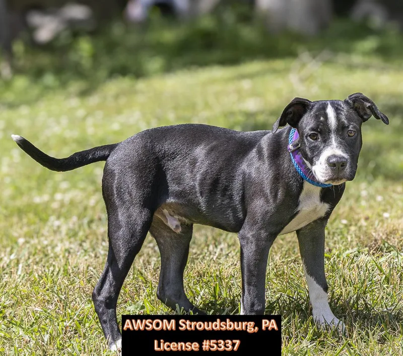 A baby medium-sized male Black Hound dog named Oscar for adoption in Stroudsburg, PA