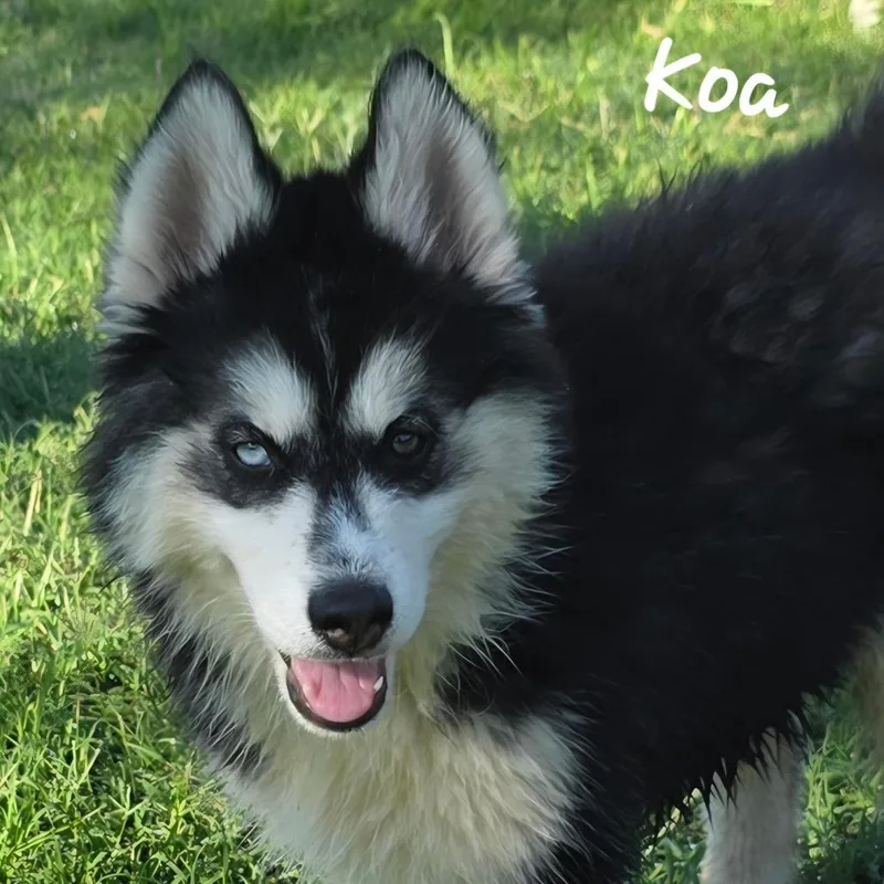 A baby large-sized male Black Alaskan Malamute dog named Koa Dd for adoption in Austin, TX