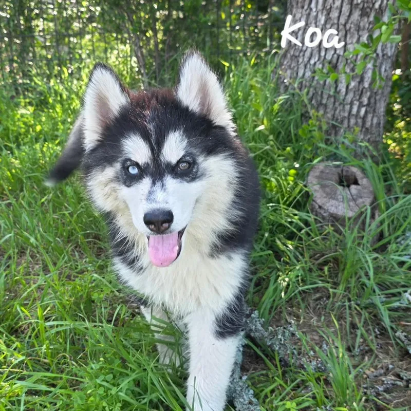 Koa Dd thumbnail 4