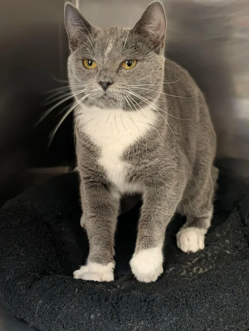 A young medium-sized female Gray & White Domestic Short Hair cat named Grey for adoption in Chambersburg, PA