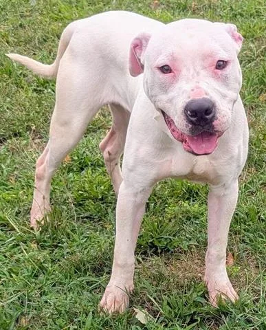 A young medium-sized male Pit Bull Terrier dog named Omar for adoption in Akron, OH