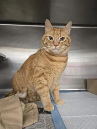An adult large-sized male Domestic Short Hair cat named South Beach Tow for adoption in West Chester, PA