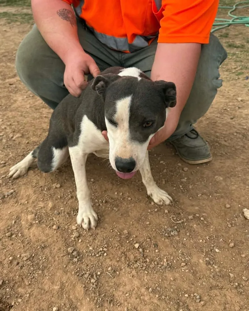 An adult medium-sized female Tricolor (Brown, Black, & White) Bulldog dog named Poot for adoption in Dripping Springs, TX