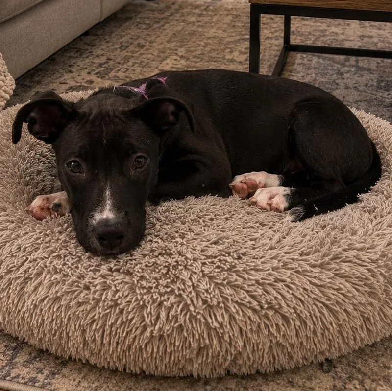 A baby medium-sized male Labrador Retriever dog named Angus for adoption in Carmel, NY