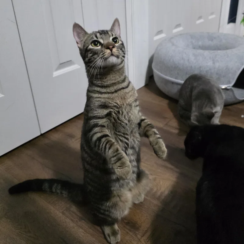 A young large-sized male Tabby (Gray / Blue / Silver) Tabby cat named Squiggy for adoption in Manchester, CT