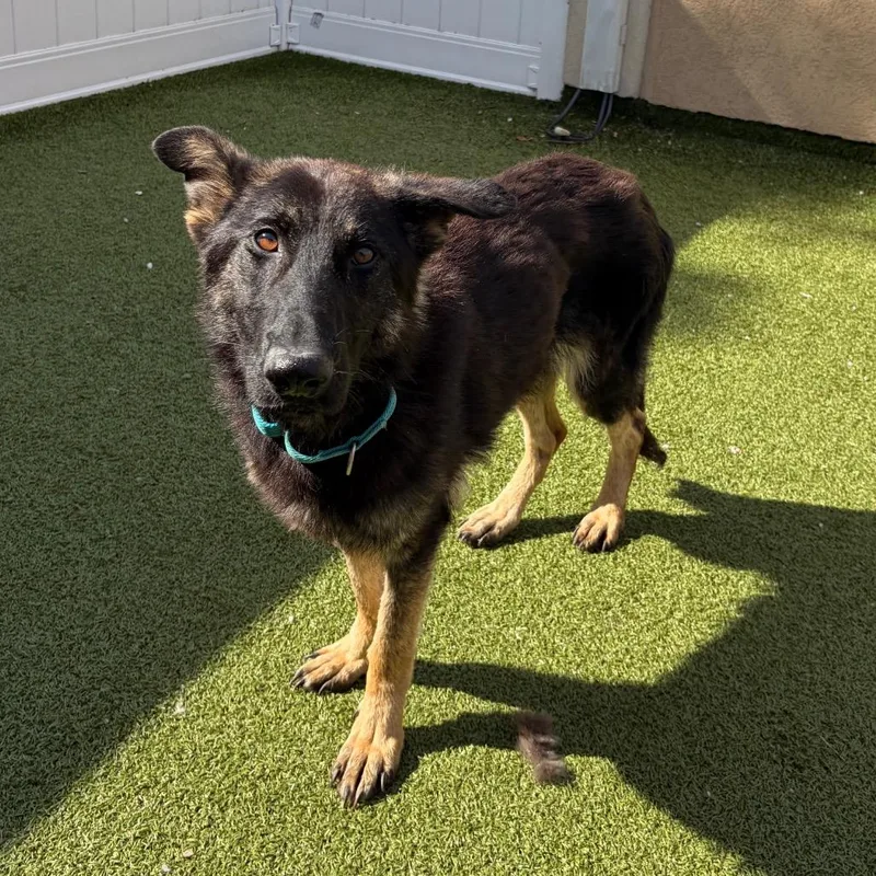 An adult medium-sized female Black German Shepherd Dog dog named Gothica for adoption in Binghamton, NY