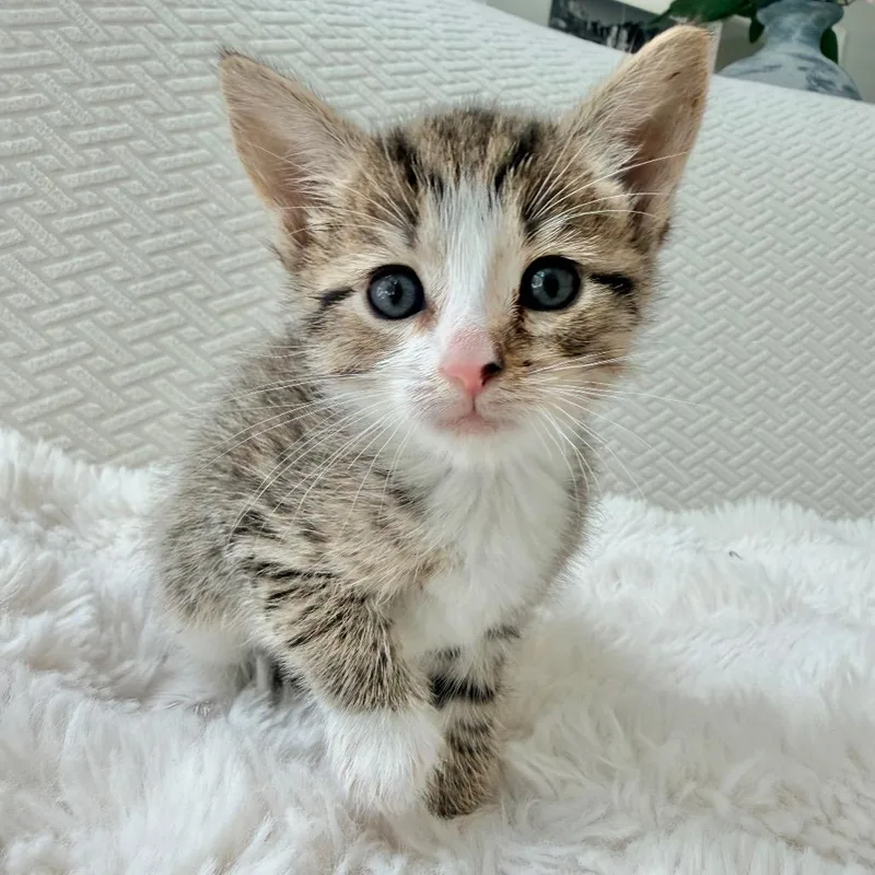 A baby small-sized male Brown / Chocolate Domestic Short Hair cat named Squirtle for adoption in Chapel Hill, NC