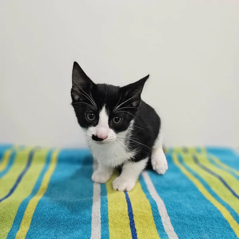 A baby medium-sized male Black & White / Tuxedo Domestic Short Hair cat named Ravine for adoption in Spokane , WA