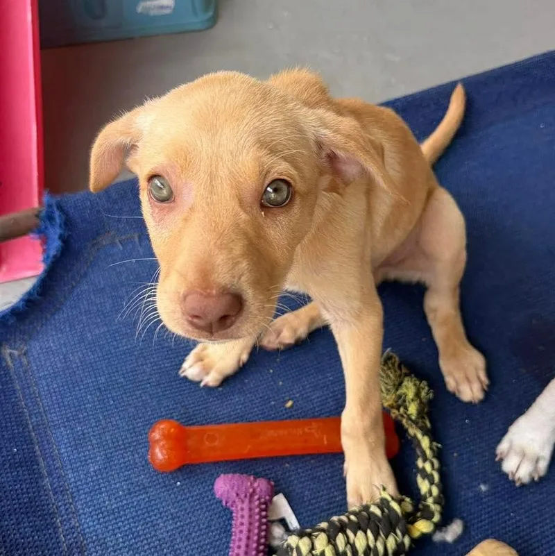 A baby medium-sized male Yellow / Tan / Blond / Fawn Yellow Labrador Retriever dog named Gonzo for adoption in ISABELA, PR